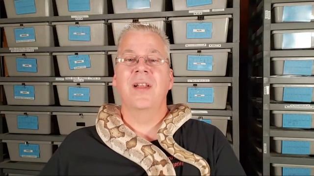 LIVE NOW! Ask A Ball Python Breeder Anything! смотреть онлайн