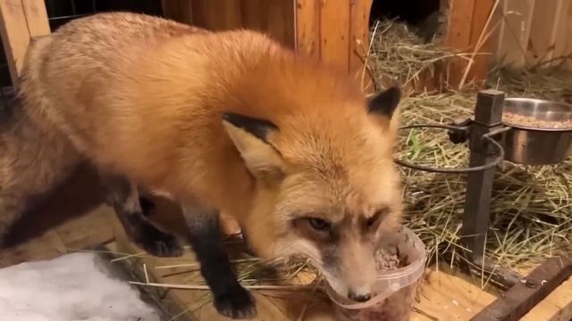 Ли Сяо / Alice the Fox Лиса Алиса (Укусила без причины!!) смотреть онлайн