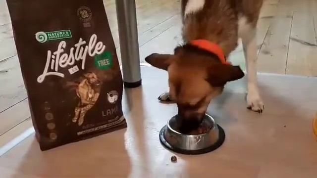 Корм для собак Life Style - новый беззерновой корм Nature`s Protection