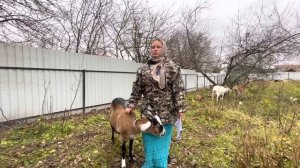 Выгодно ли держать коз и продавать молоко?