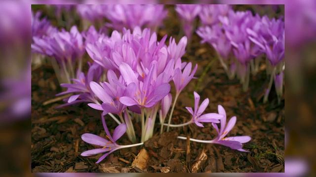 Безвременник - посадка и уход, использование в ландшафтном дизайне