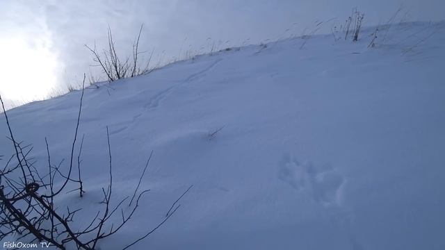 САМАЯ ЛУЧШАЯ ОХОТА НА ЗАЙЦА 2023! ШОК! ВЫГОНЯЮ ЗАЙЦА ПИНКОМ! Тропление зайца русака зимой по снегу. смотреть онлайн