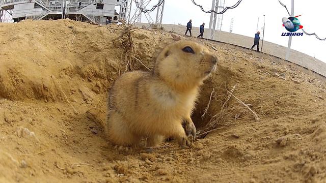 Репортаж о пуске ракеты Протон с космодрома Байконур смотреть онлайн