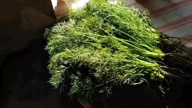 19 сентября 2019г. УКРОП КУСТИСТЫЙ обязательно посажу , выращу и продам смотреть онлайн