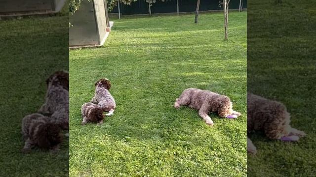 Лаготтодетки (лаготто романьоло _ lagotto romagnolo) и папа ? смотреть онлайн