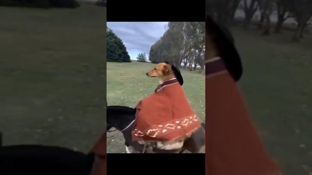 dog смотреть онлайн