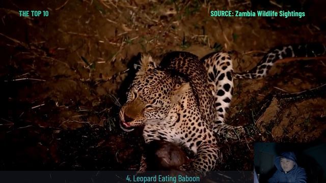 TOP 8 Leopard, Cheetah Breakfast Moments, They Like To Eat The Prey's Intestine || Wild Reaction смотреть онлайн