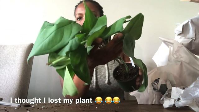 Wishlist Plant Unboxing| Steve’s Leaves & Unsolicited Plant Talks