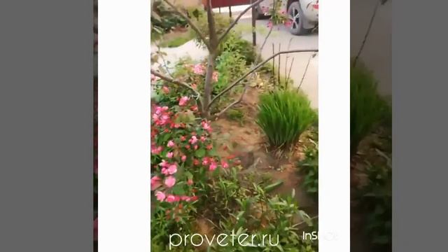 Ловчий пояс PV смотреть онлайн