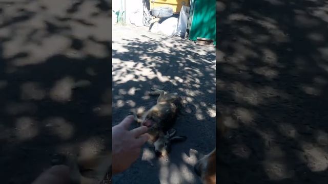 Зюзя и заяц смотреть онлайн