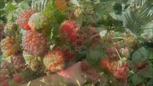 ИМАРА - ремонтантный сорт малины из Нидерландов. смотреть онлайн