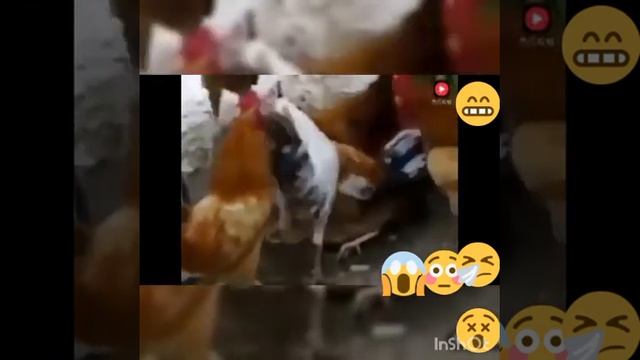 СЛАБОНЕРВНЫМ НЕ СМОТРЕТЬ! ЖЕСТЬ! ИЗНОСИЛОВАЛИ КУРИЦУ ДО СМЕРТИ смотреть онлайн