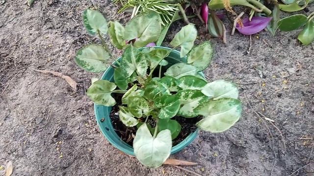 Syngonium 'Mini Pixie' смотреть онлайн