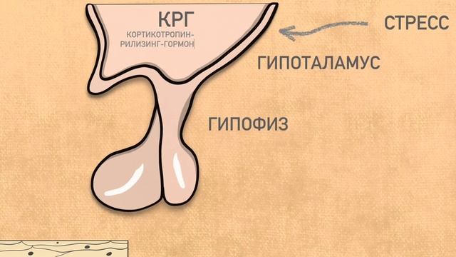 Надпочечники: Физиология. смотреть онлайн