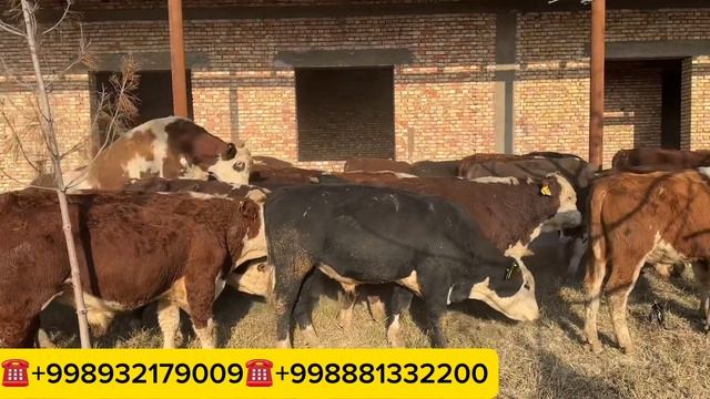 OZIM YOQTIRGAN TOZZA GEREFORD BUQALAR KELDI