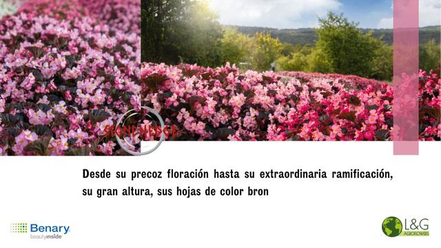 Benary / Begonia Stonehedge /Begonia Interespecífica Multiflora