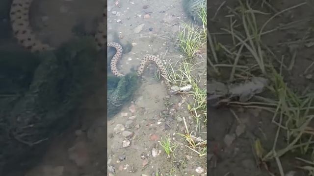 Уж ест рыбу. Змея ест рыбу. Змея. Водяной уж. Шахматный уж. смотреть онлайн