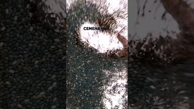 Моя дочь ОБОЖАЕТ маршмеллоу 👧🏻🍬😱 Сладкие лайфхаки для умных родителей смотреть онлайн