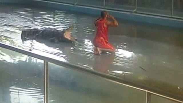 Шоу с крокодилами (жесть) смотреть онлайн