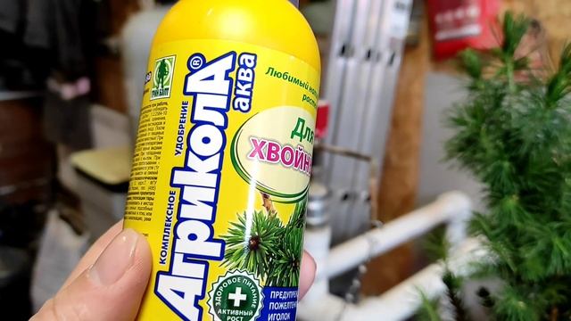 Оптимальные условия для роста ели Коника. смотреть онлайн