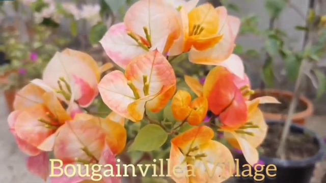Bougainvillea - Golden Sunshine #bougainvillea #bungakertas #flowers