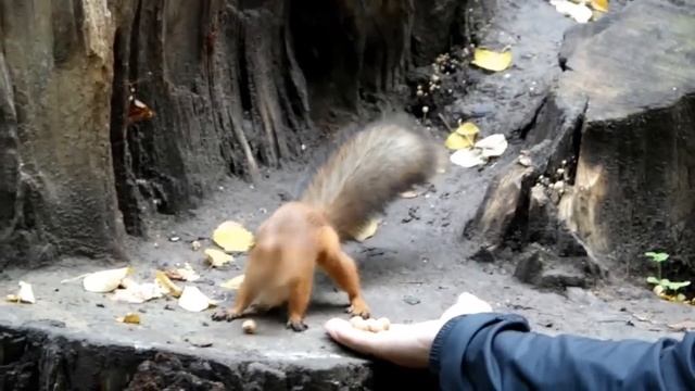 Белки в парке Горького Казань смотреть онлайн