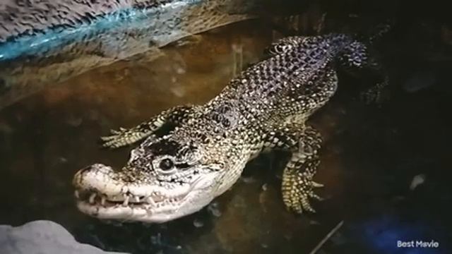 Киев. Зоопарк 5*. Умница слон, пеликаны, золотые рыбки. смотреть онлайн