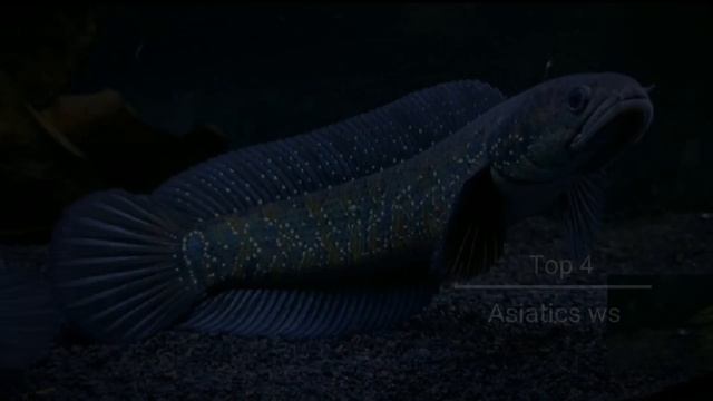 Top channa Indonesian смотреть онлайн