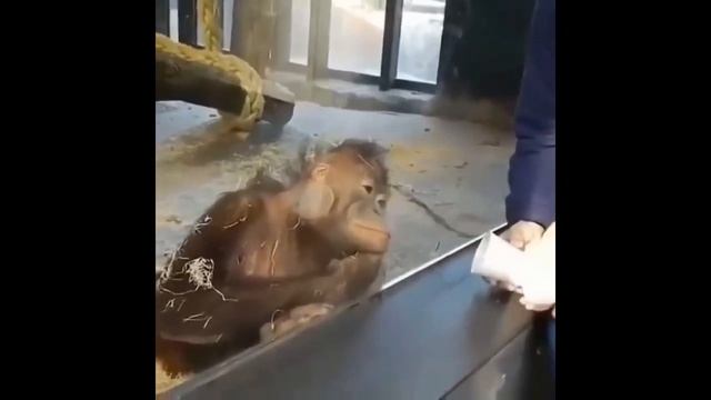 Приколы / Смешные животные , Собаки коты жирафы и другие приколы 4 минуты смеха. №11 смотреть онлайн