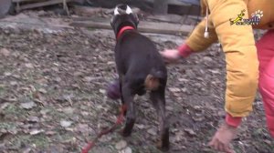 Щенки добермана первая правильная игра