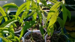 Персик и нектарин из косточки. Результат выращивания 2022 года.