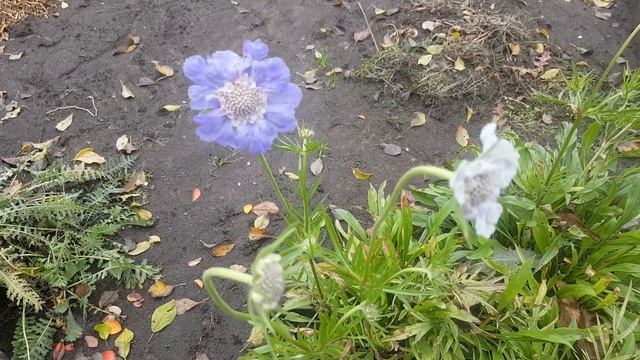 Скабиоза кавказская Клайв Гривз . Scabiosa Clive Greaves . смотреть онлайн