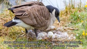 Сколько сидят гуси на яйцах