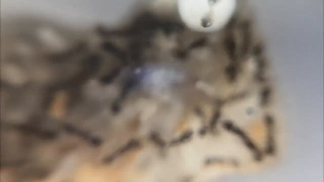 Топ 5 моих маленьких колоний. Краткий обзор муравьев для новичков или кого завести после жнецов