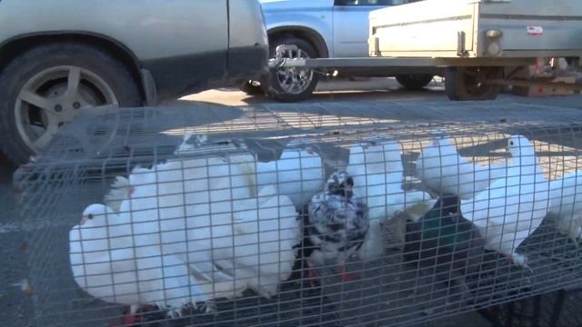 Птичий рынок. Краснодар. Животные. [06.06.2021] смотреть онлайн