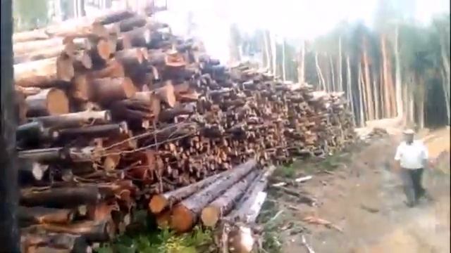 Производство и экспорт пиломатериалов из Свердловской области смотреть онлайн