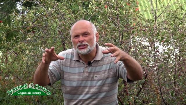 Кокомикоз вишни смотреть онлайн