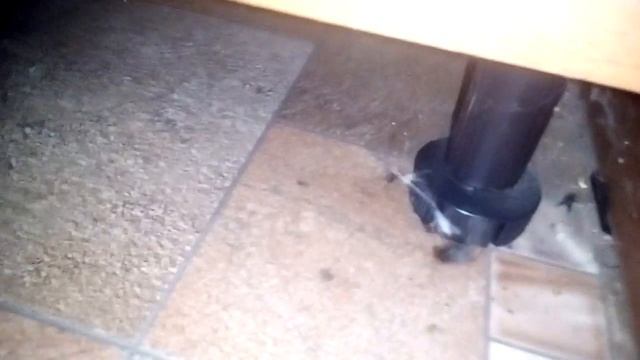 Как паук поедает муху смотреть онлайн