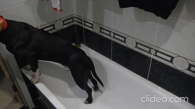 видеоинструкция к питбулю (мытьё лап) смотреть онлайн