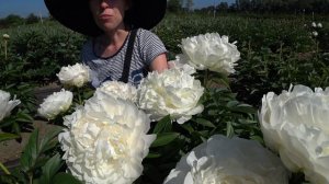 Любимые белые пионы Ворошиловой А.Б. / Сад Ворошиловой