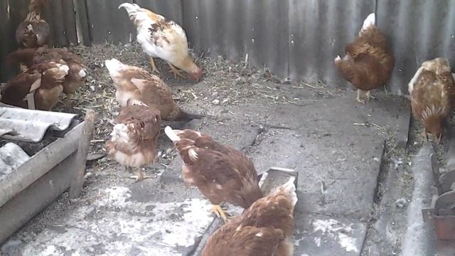 Когда куры молодки начинают нести яйца. смотреть онлайн