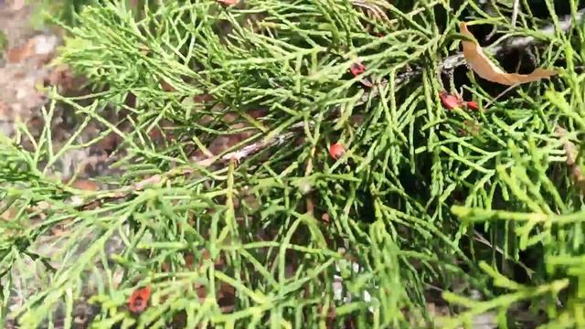 Жуки солдатики греются на солнышке напротив центра занятости смотреть онлайн