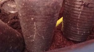 Схизантус, вторая пикировка, черенкование. 28.01.22