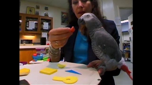 Outcomes Elementary - Video 2 - Alex the parrot смотреть онлайн