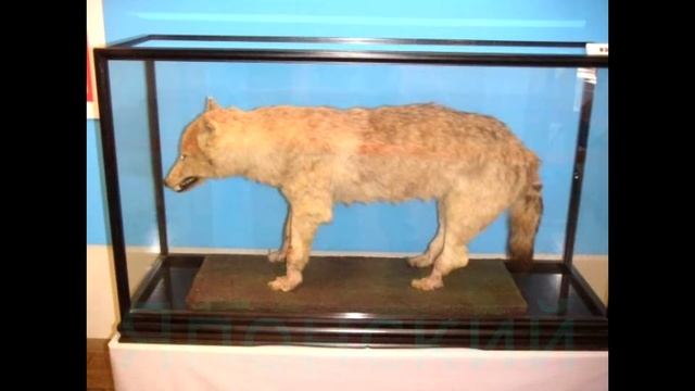 Виды волков смотреть онлайн