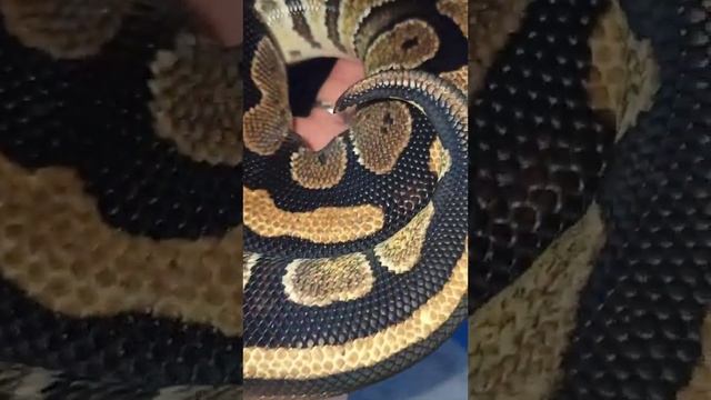 Как дела у Нормана? / королевский питон. смотреть онлайн