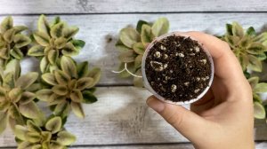 Ставим мини фиалки на фитиль