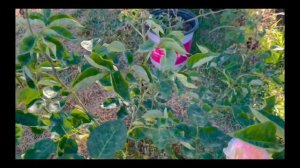 Henri Delbard Rose Spring 2023