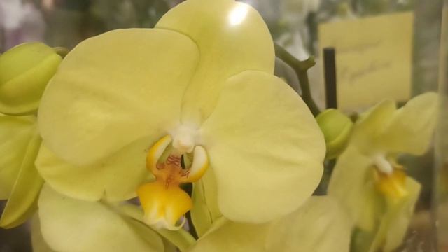 Бомбический обзор,свежих орхидей фаленопсис, шикарные Биг липы.Оптовая база,п. Промышленный 4. Ч - смотреть онлайн