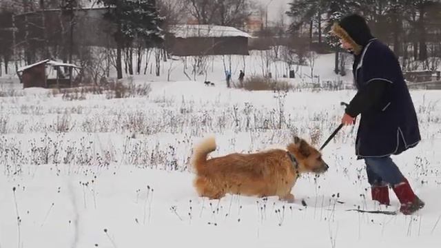Балу -песик ищет хозяев смотреть онлайн